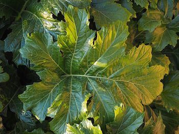 Imagen de hojas de acanto.