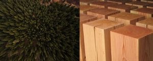 Madera de abeto