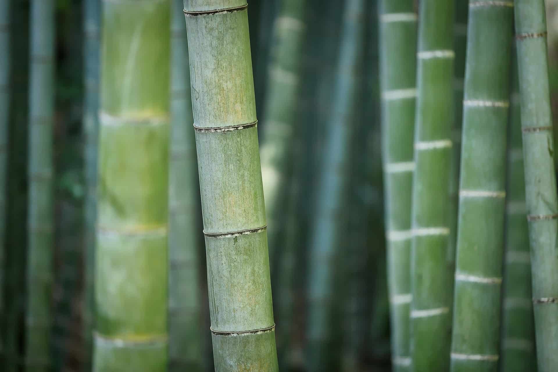 bamboo 3028709 1920
